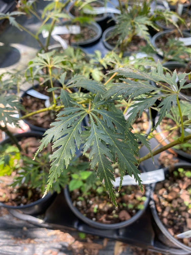 Acer palmatum 'Zig Zag' - mapleridgenursery
